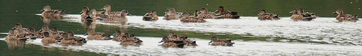 Blue-winged Teal - ML643764258