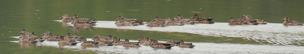 Blue-winged Teal - ML643764259