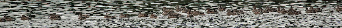 Blue-winged Teal - ML643764260