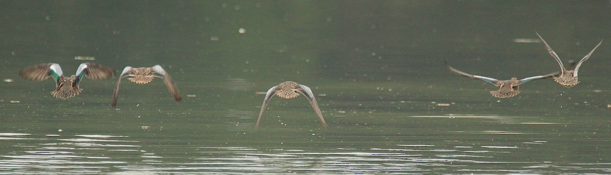 Blue-winged Teal - ML643764261