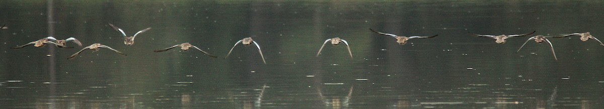 Blue-winged Teal - ML643764262