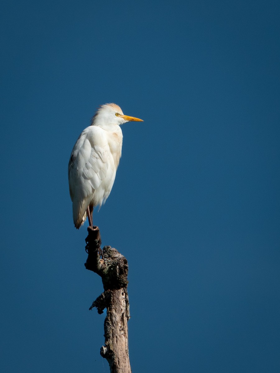 Western Cattle-Egret - ML643764263