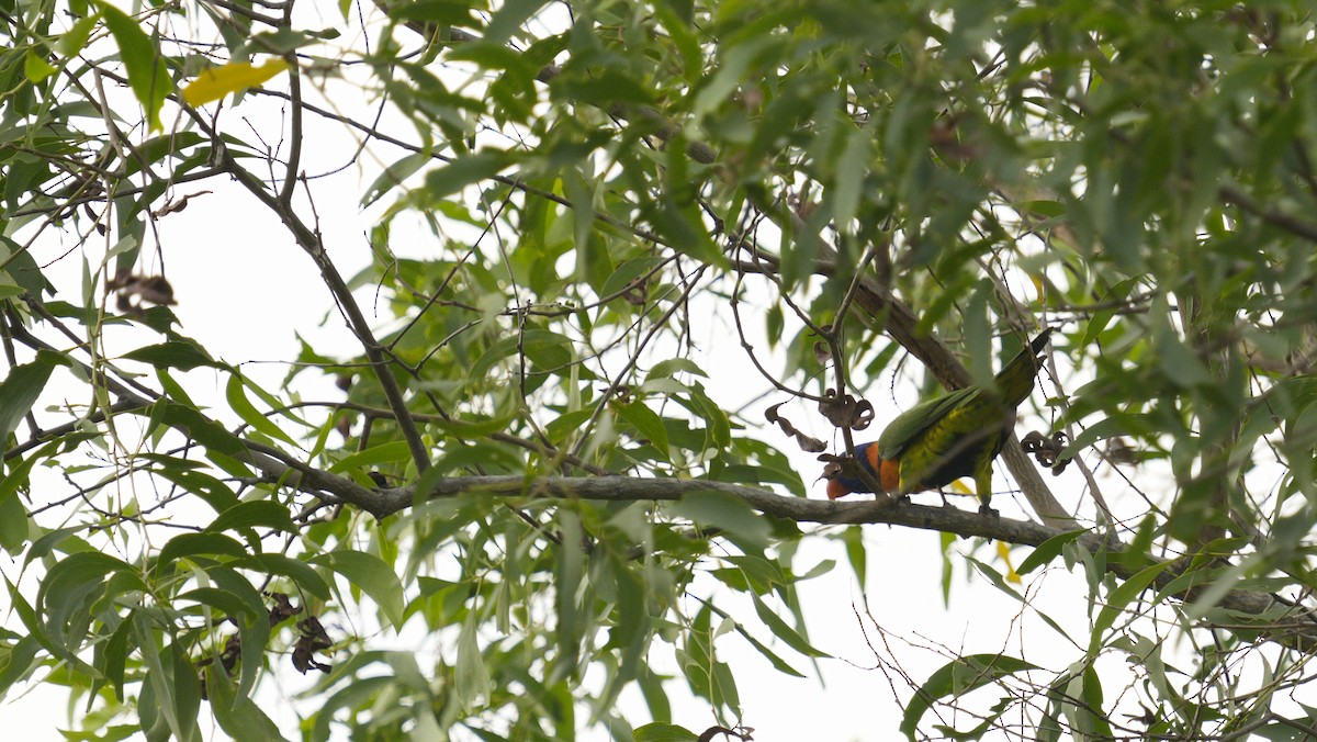 Red-collared Lorikeet - ML643764277