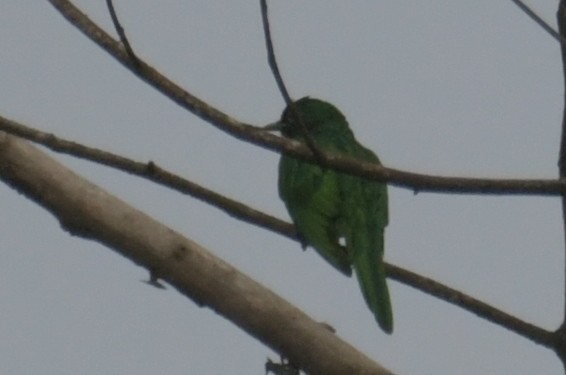 African Emerald Cuckoo - ML643764279