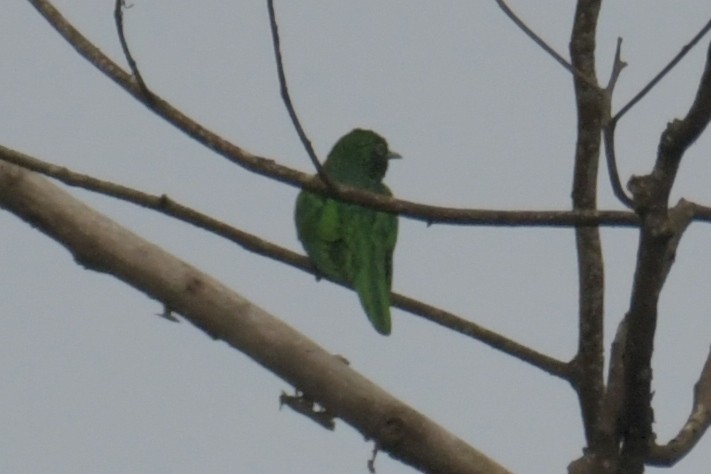 African Emerald Cuckoo - ML643764280