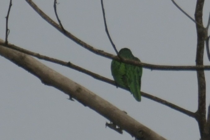 African Emerald Cuckoo - ML643764281