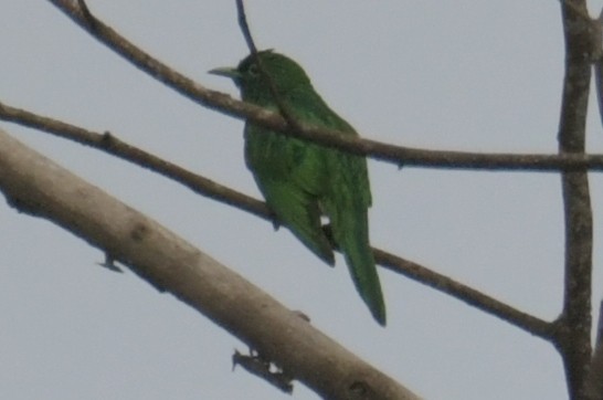 African Emerald Cuckoo - ML643764282