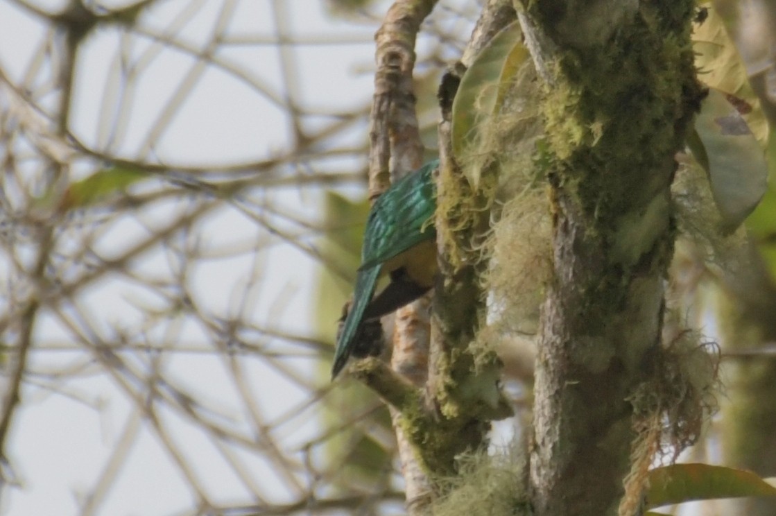 African Emerald Cuckoo - ML643764284
