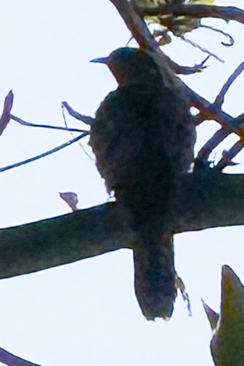 African Emerald Cuckoo - ML643764285