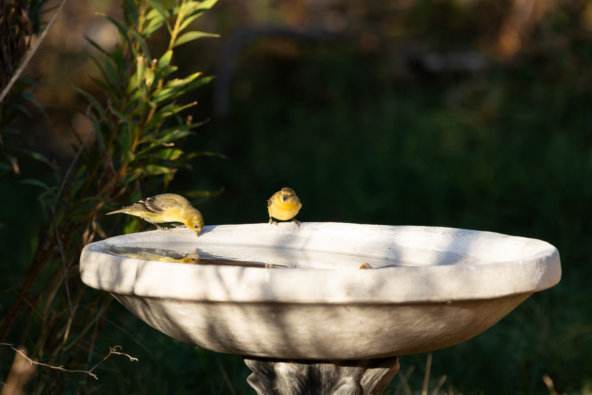 Lesser Goldfinch - ML643764302