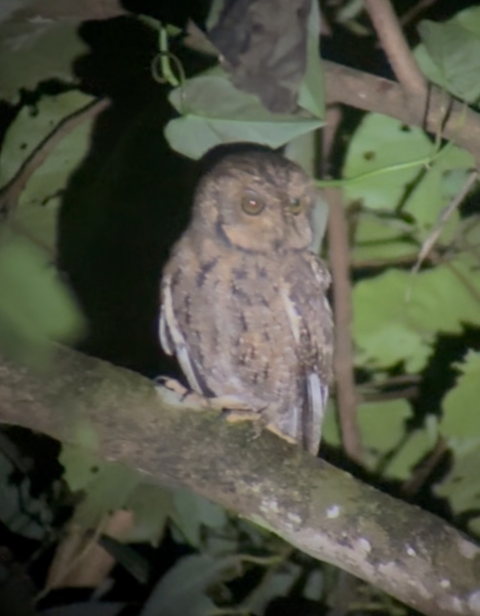 Seychelles Scops-Owl - ML643764304