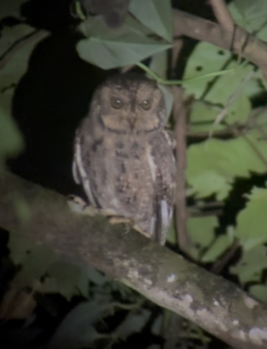 Seychelles Scops-Owl - ML643764305
