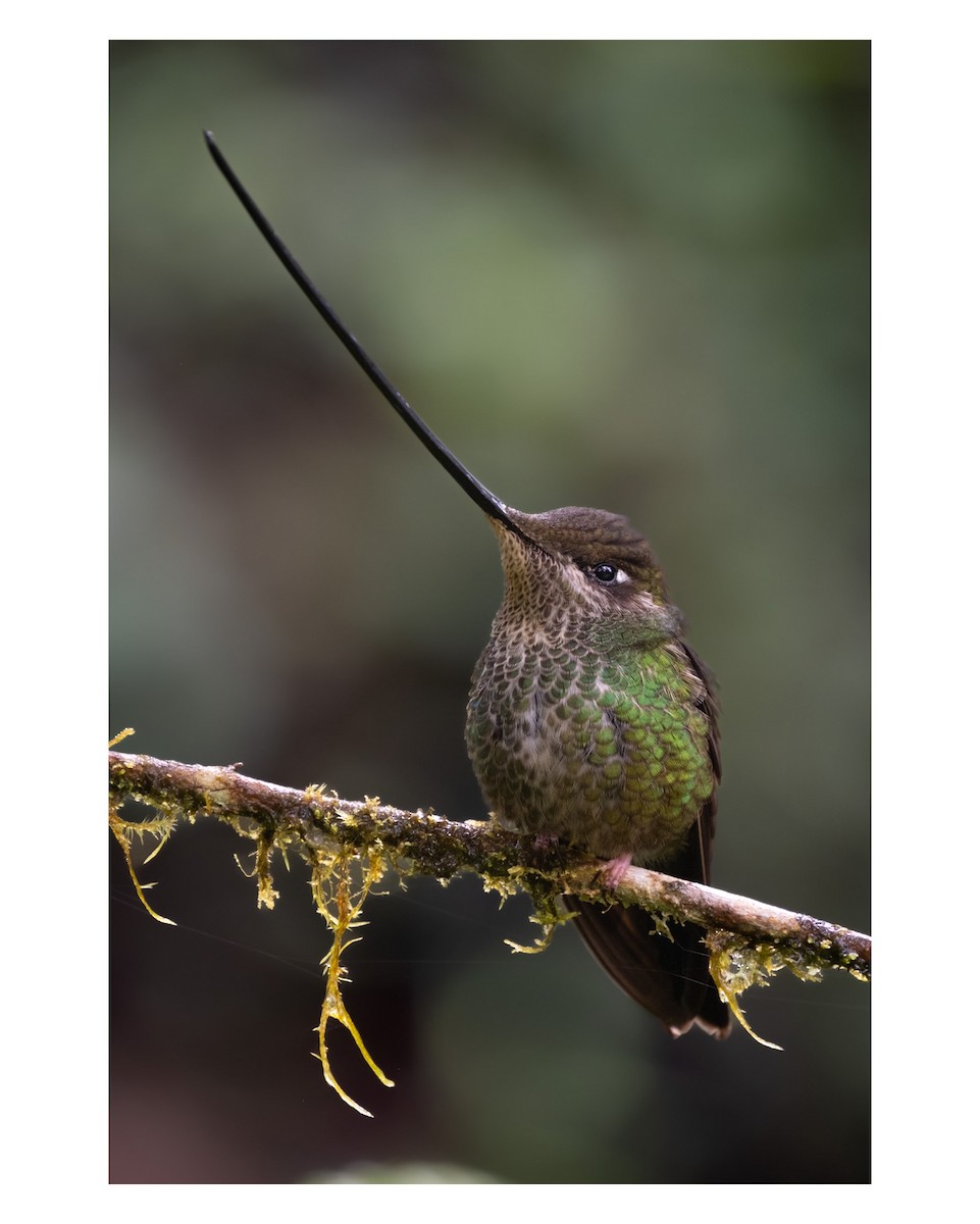 Sword-billed Hummingbird - ML643764316
