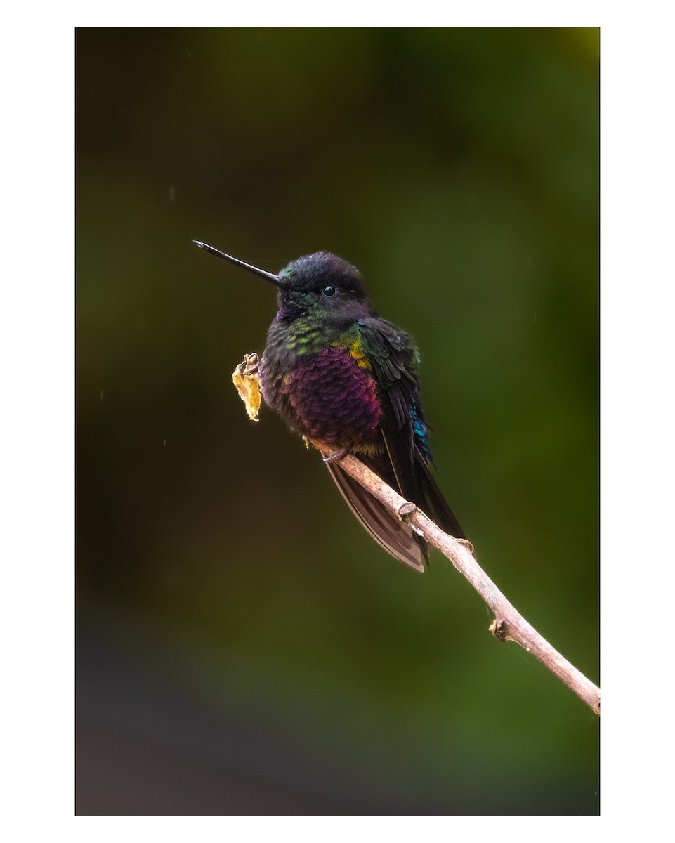 Blue-throated Starfrontlet - ML643764331