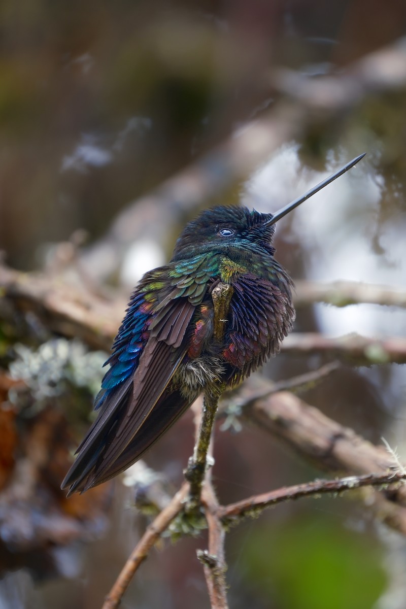 Blue-throated Starfrontlet - ML643764332