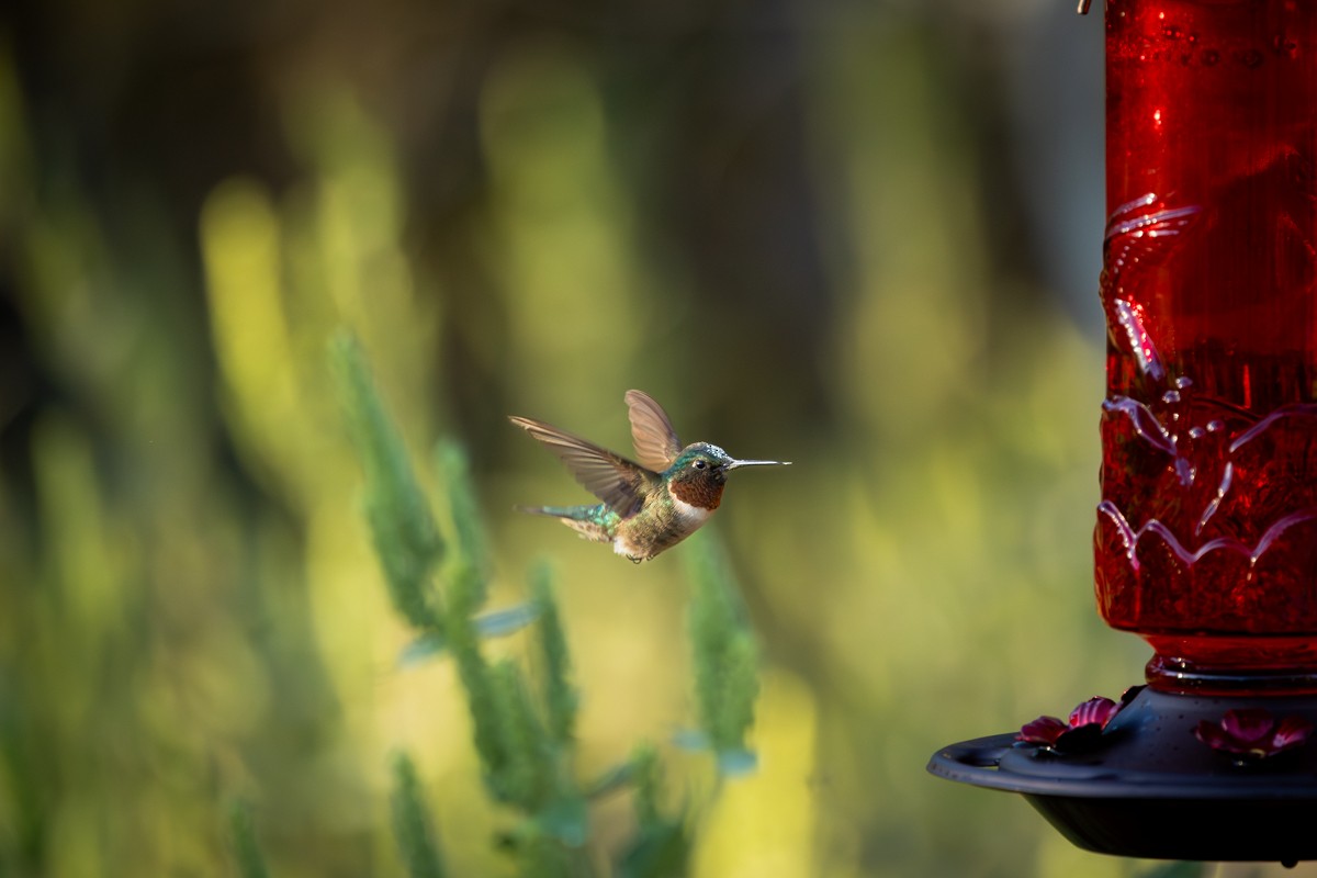 Ruby-throated Hummingbird - ML643764334