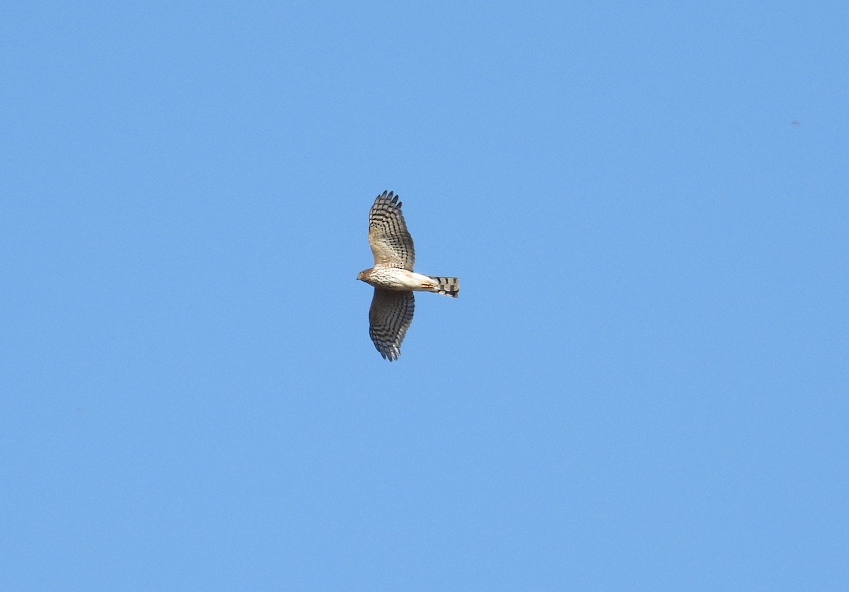 Sharp-shinned Hawk - ML643764342
