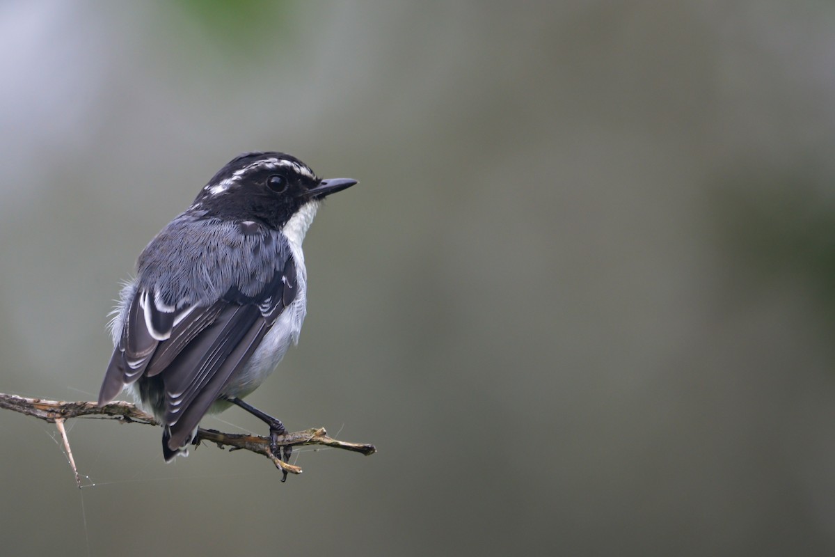 Gray Bushchat - ML643764343