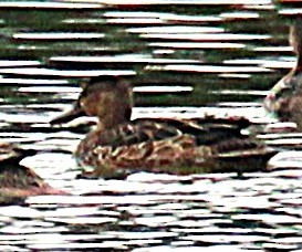 Blue-winged Teal - ML643764349
