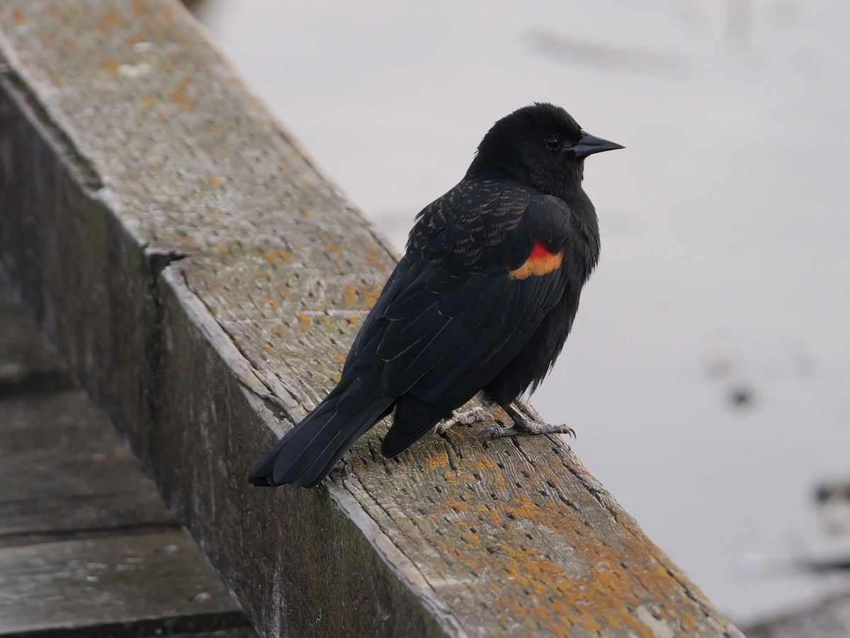 Red-winged Blackbird - ML643764350