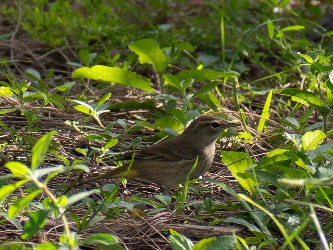Palm Warbler - ML643764352