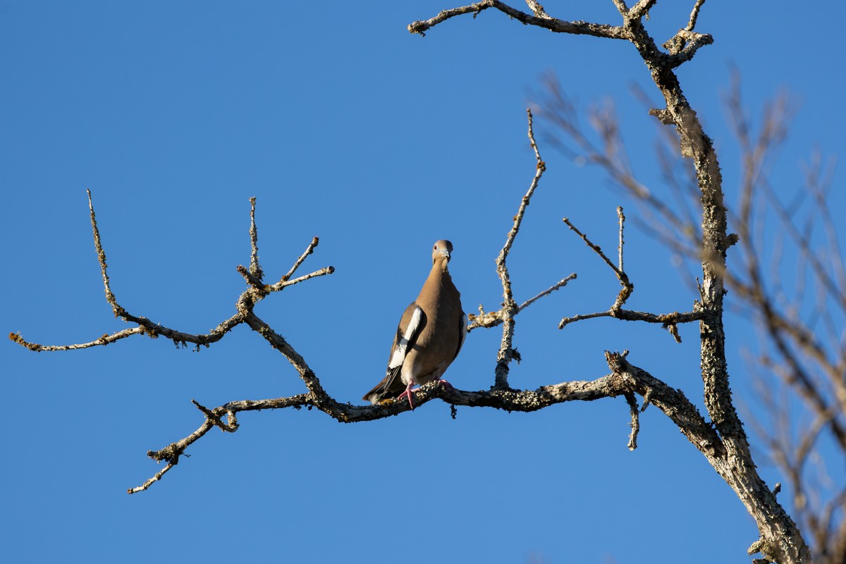 White-winged Dove - ML643764364