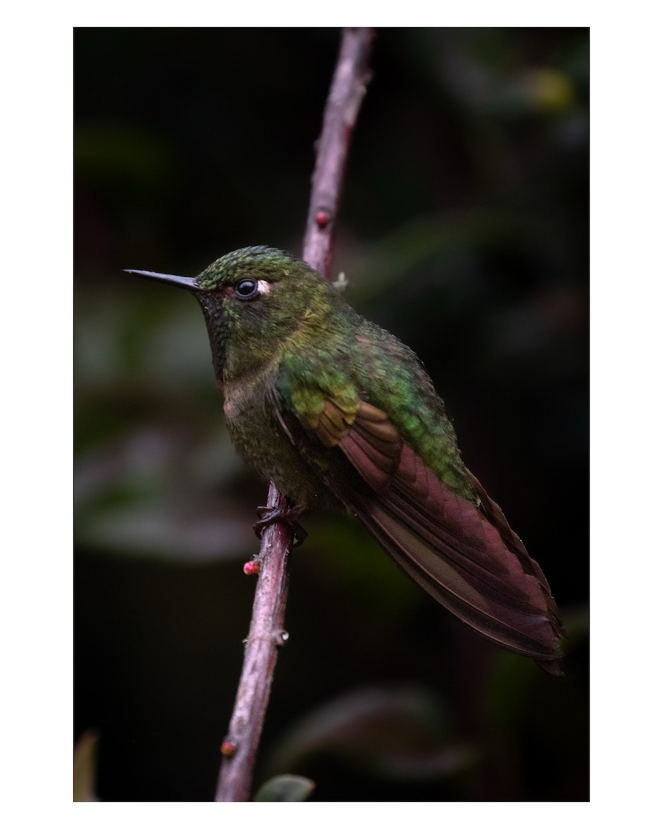 Tyrian Metaltail - ML643764370