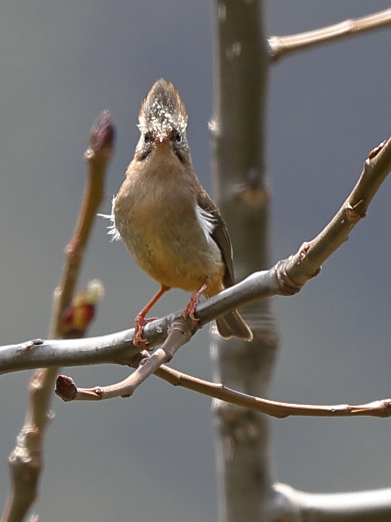 Yuhina à ventre roux - ML643764380