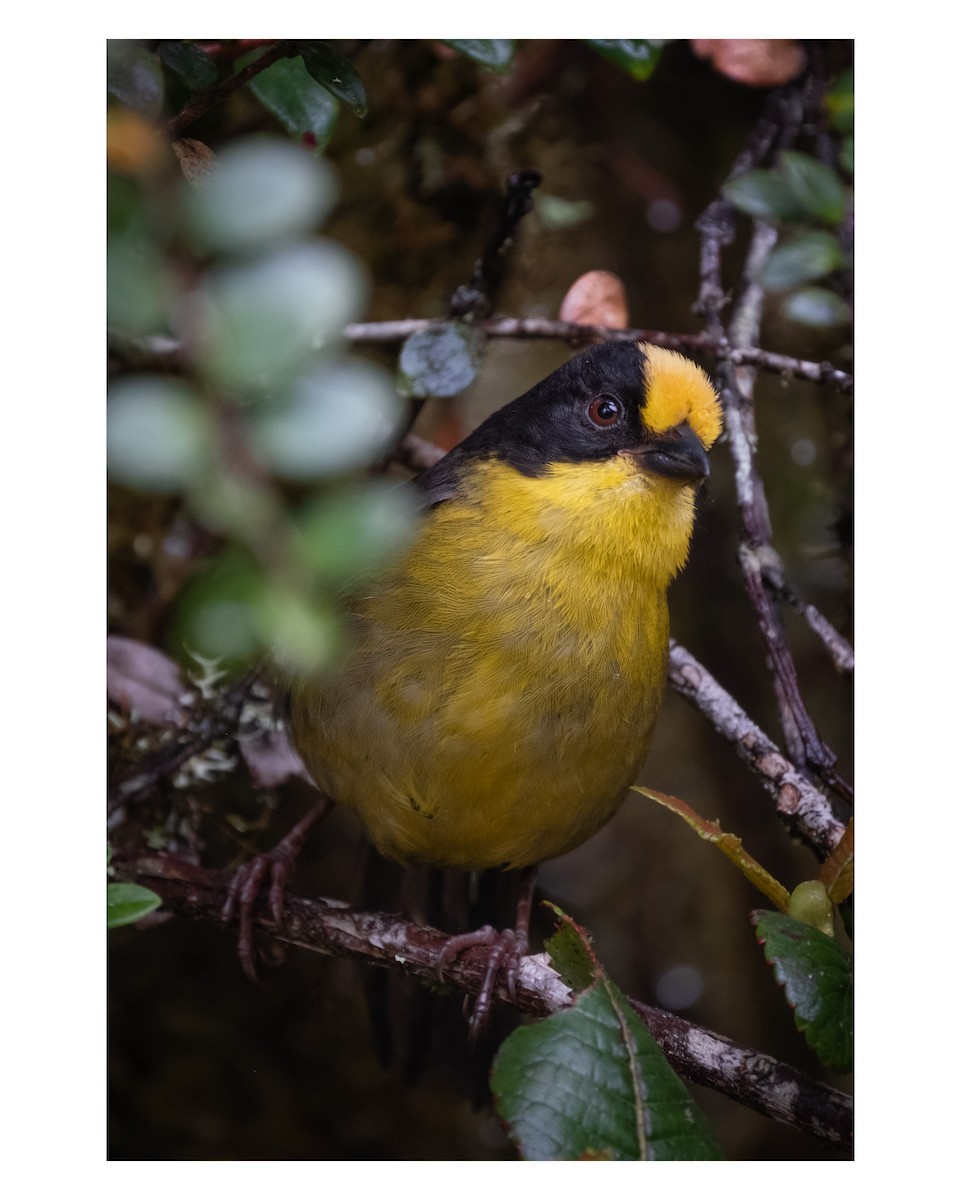 Pale-naped Brushfinch - ML643764386