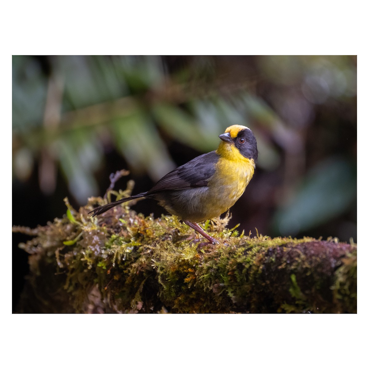Pale-naped Brushfinch - ML643764387