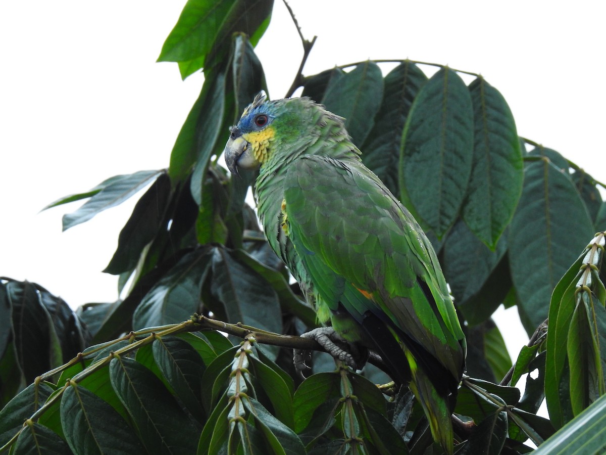 Orange-winged Amazon - ML643764401