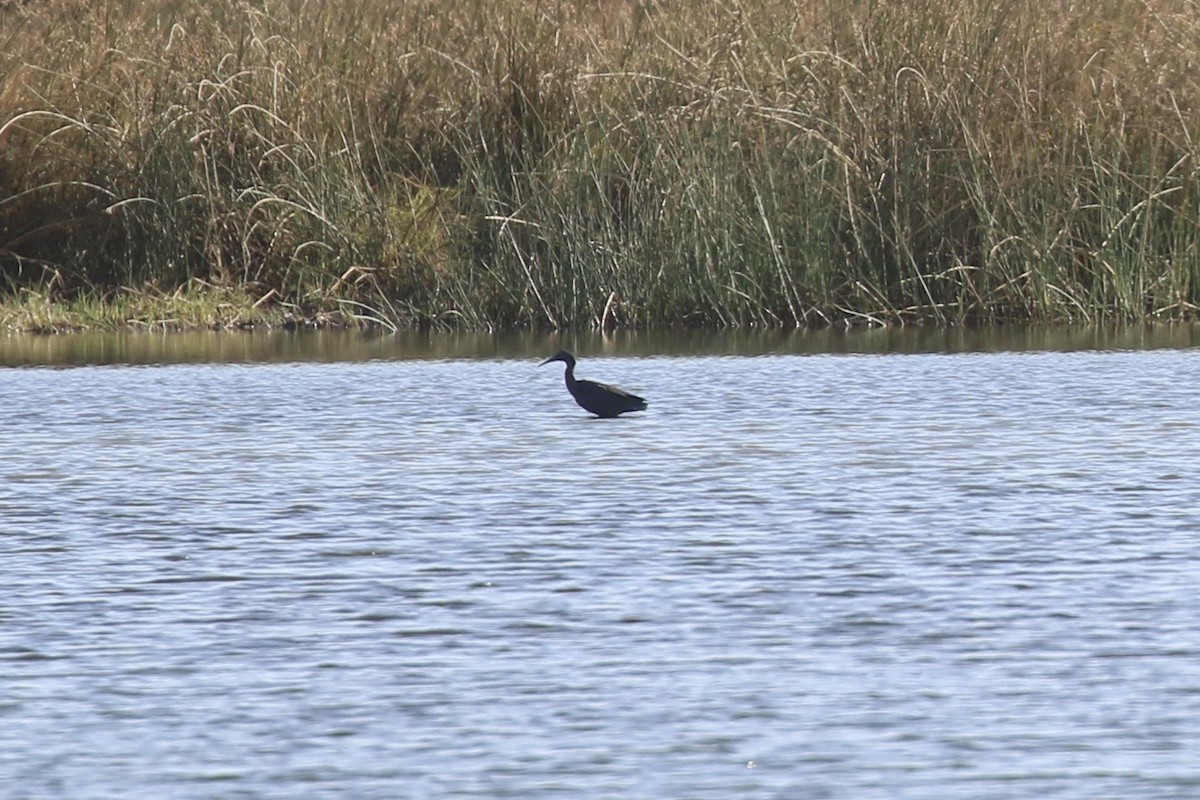 Black Heron - ML643764404