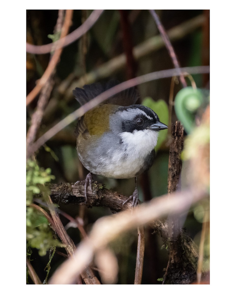 Gray-browed Brushfinch - ML643764406
