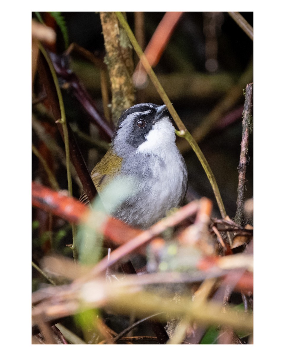 Gray-browed Brushfinch - ML643764407