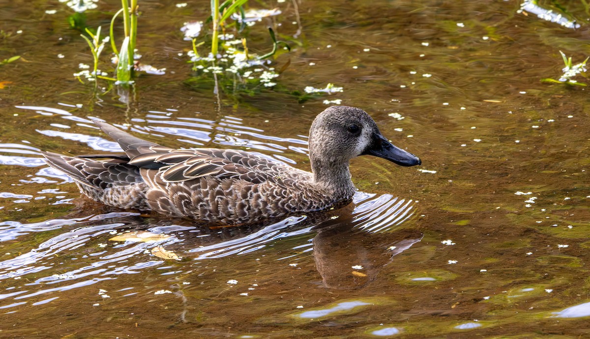 Blue-winged Teal - ML643764412