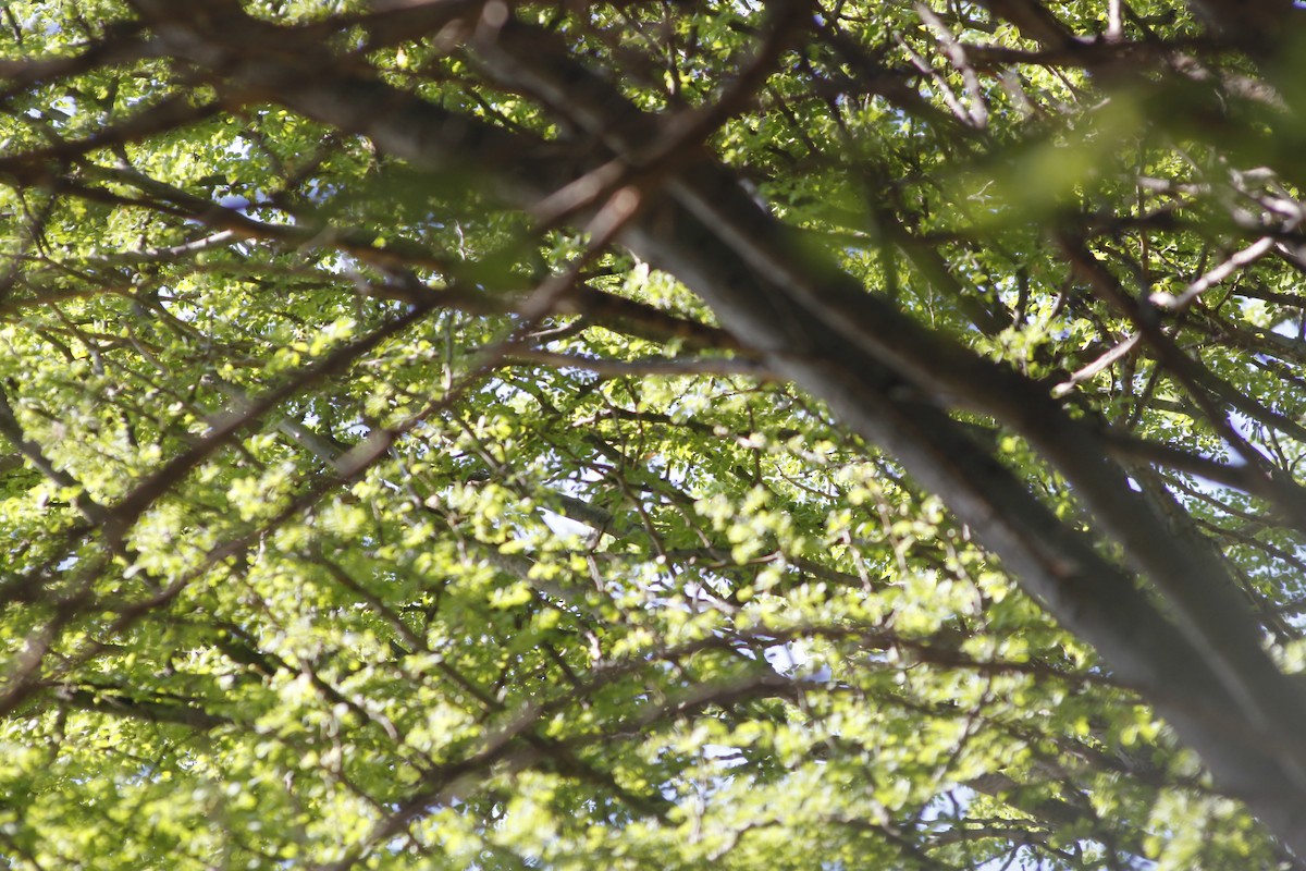 Zarcero Grande - ML643764420