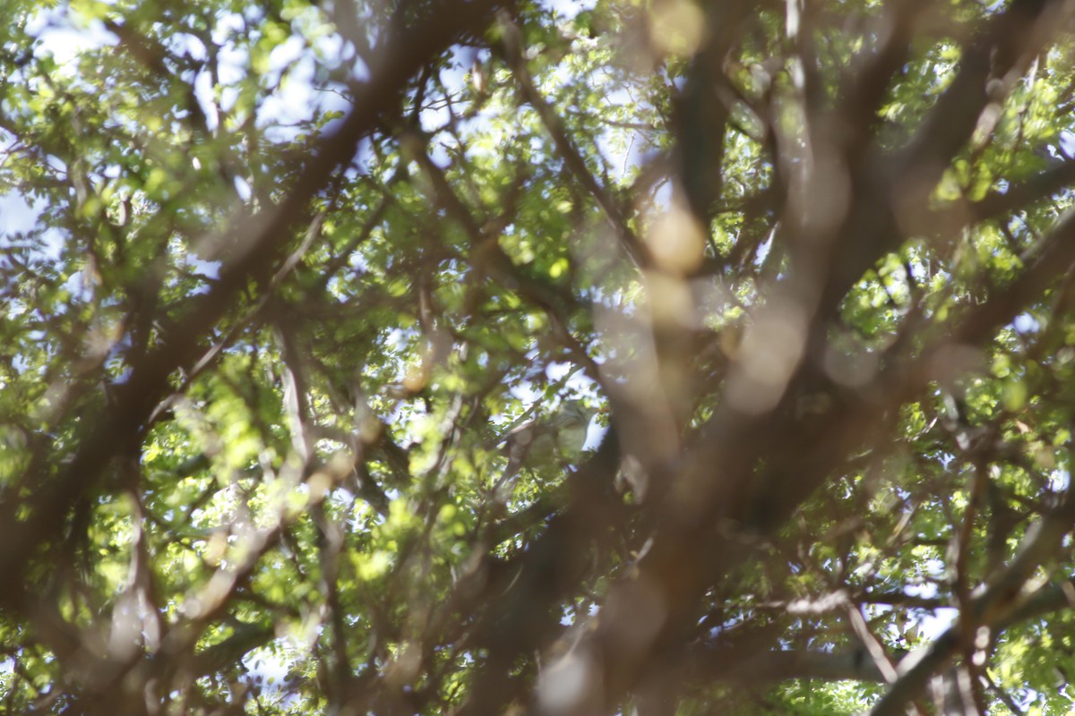 Zarcero Grande - ML643764421