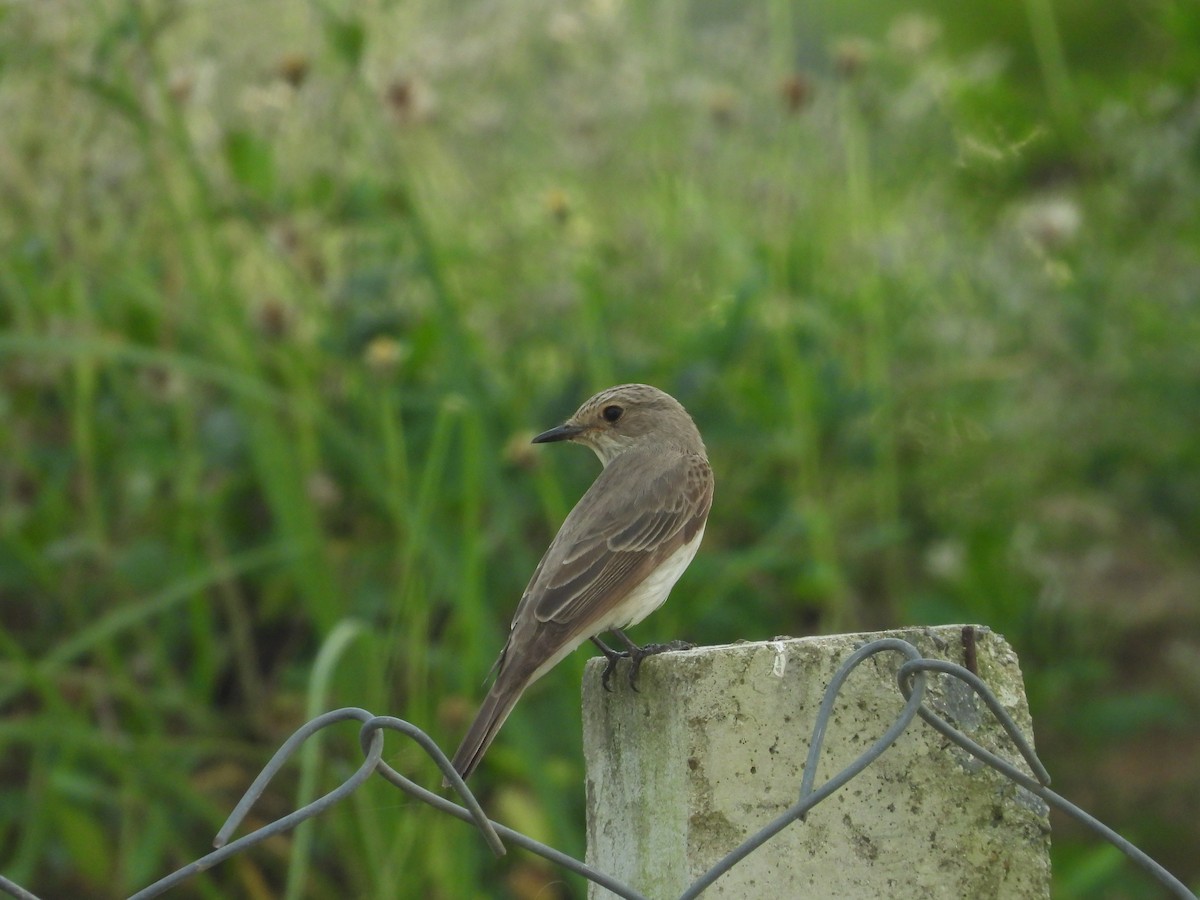 Spotted Flycatcher - ML643764427
