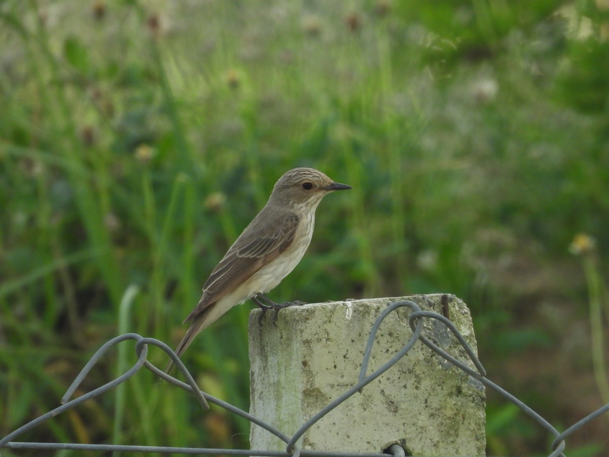 Spotted Flycatcher - ML643764428