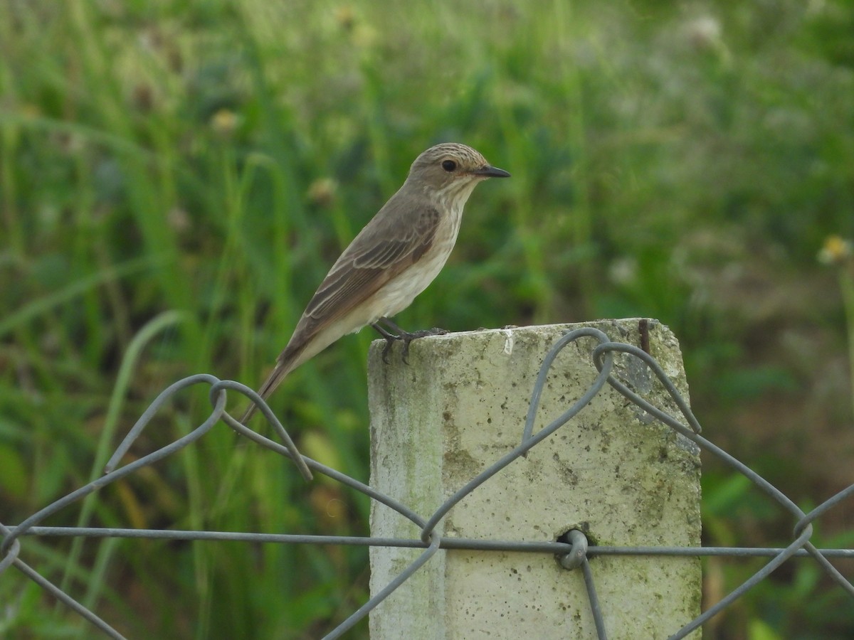 Spotted Flycatcher - ML643764429
