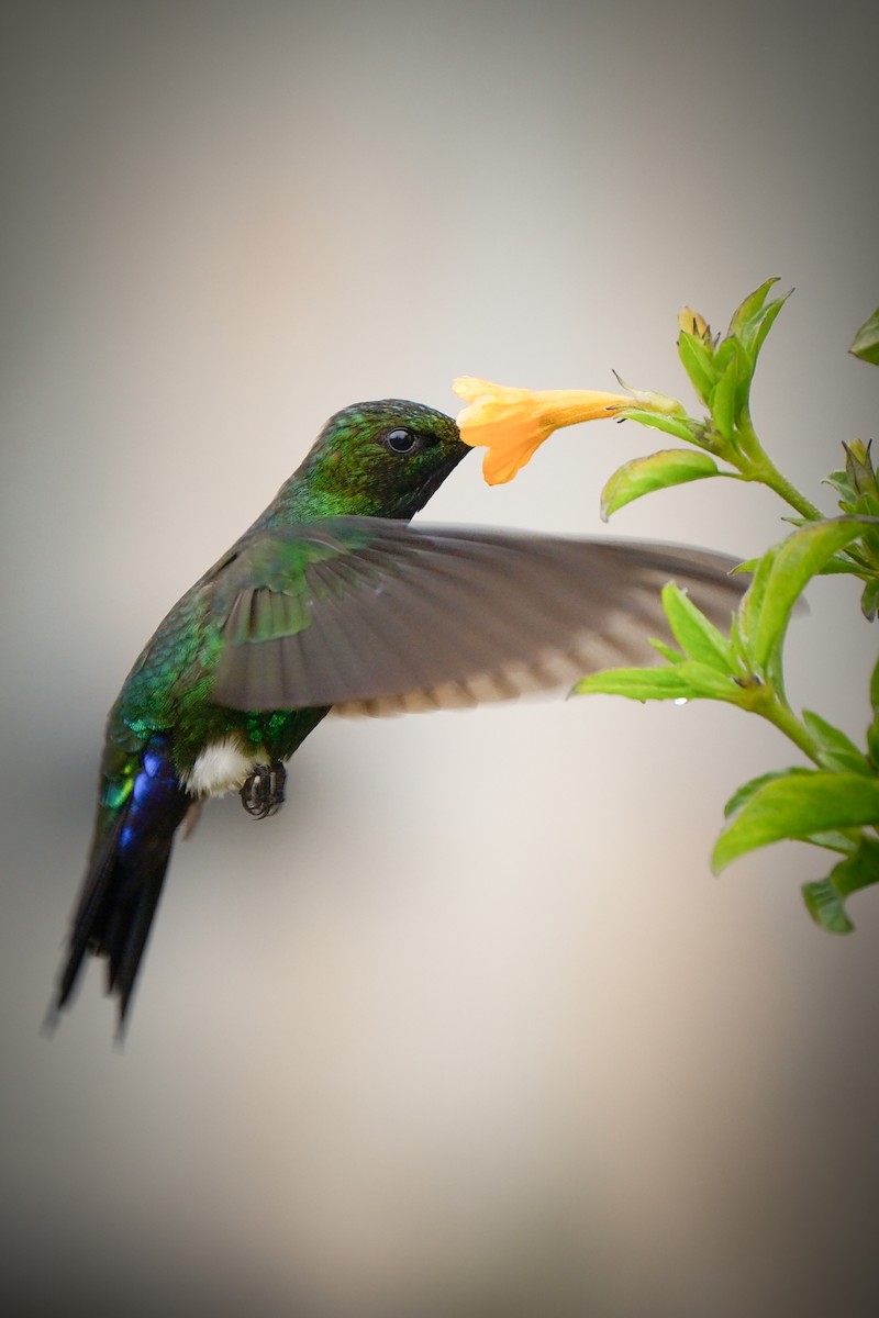 Glowing Puffleg - ML643764430