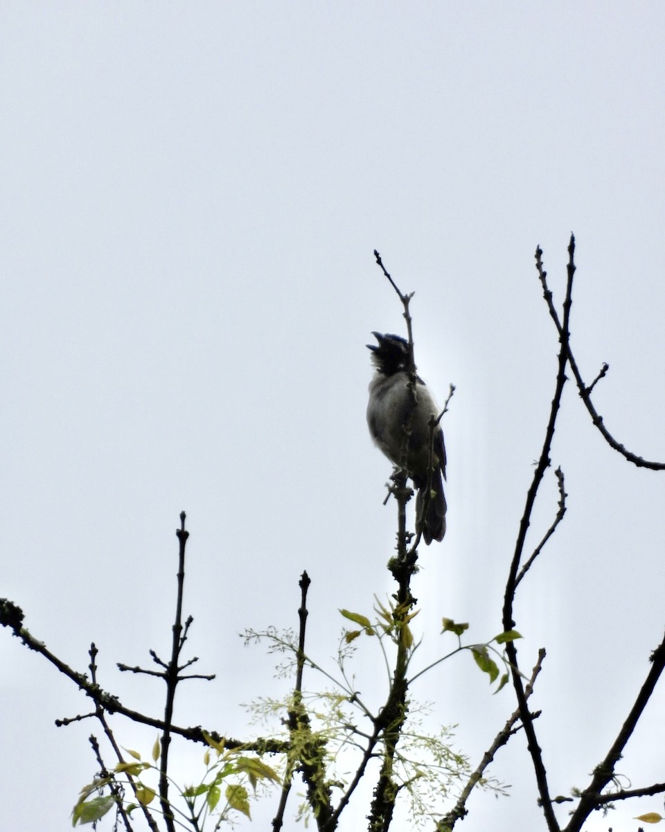 Black-winged Saltator - ML643764433