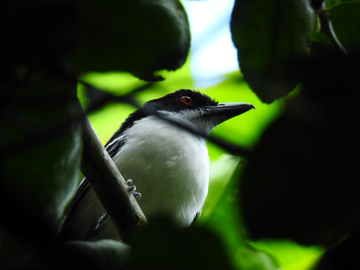 Great Antshrike - ML643764435