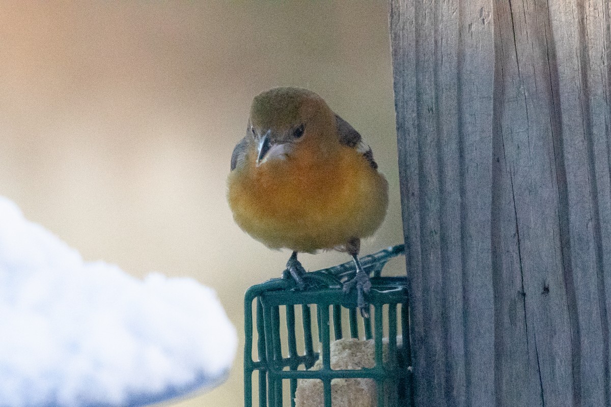 Baltimore Oriole - ML643764461