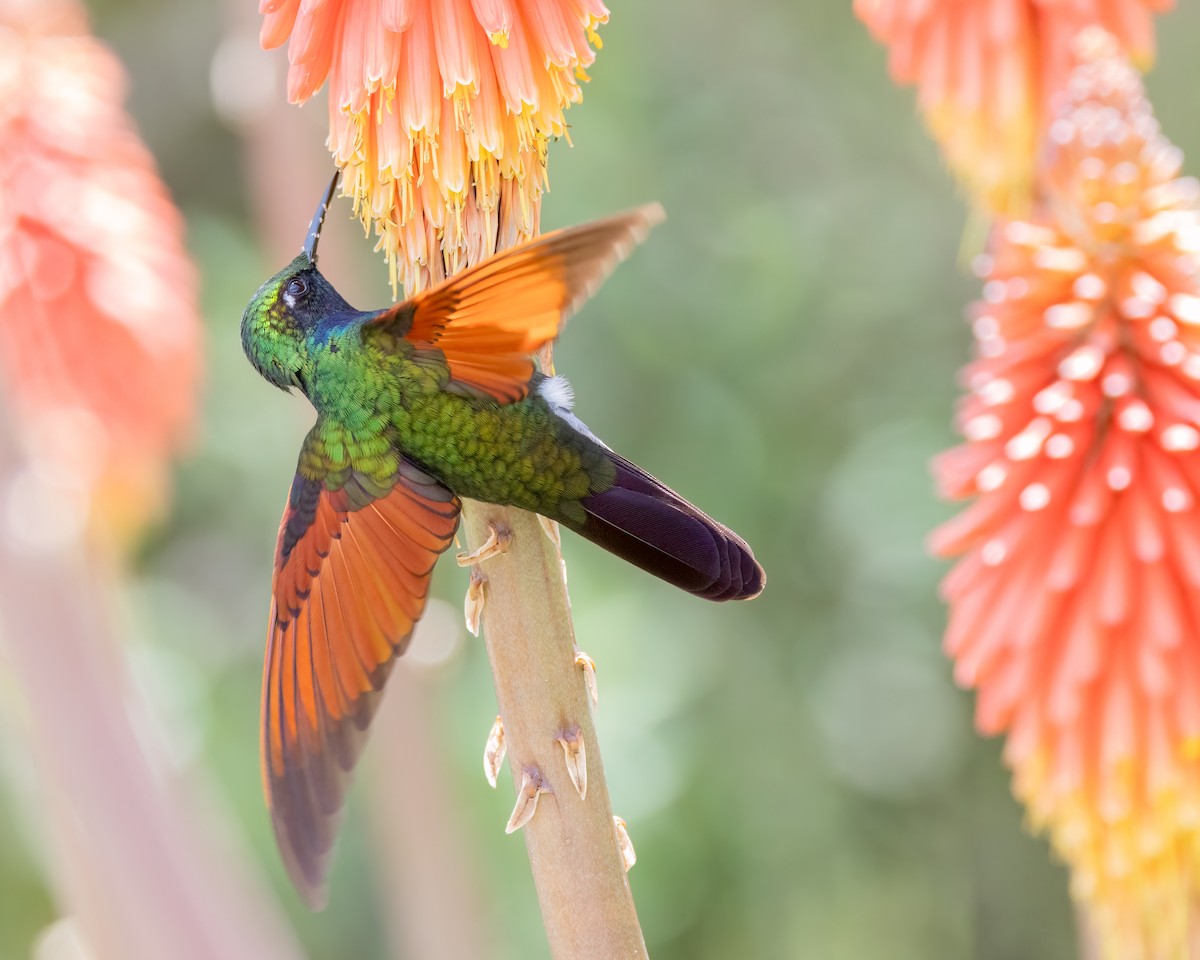 Garnet-throated Hummingbird - ML643764476