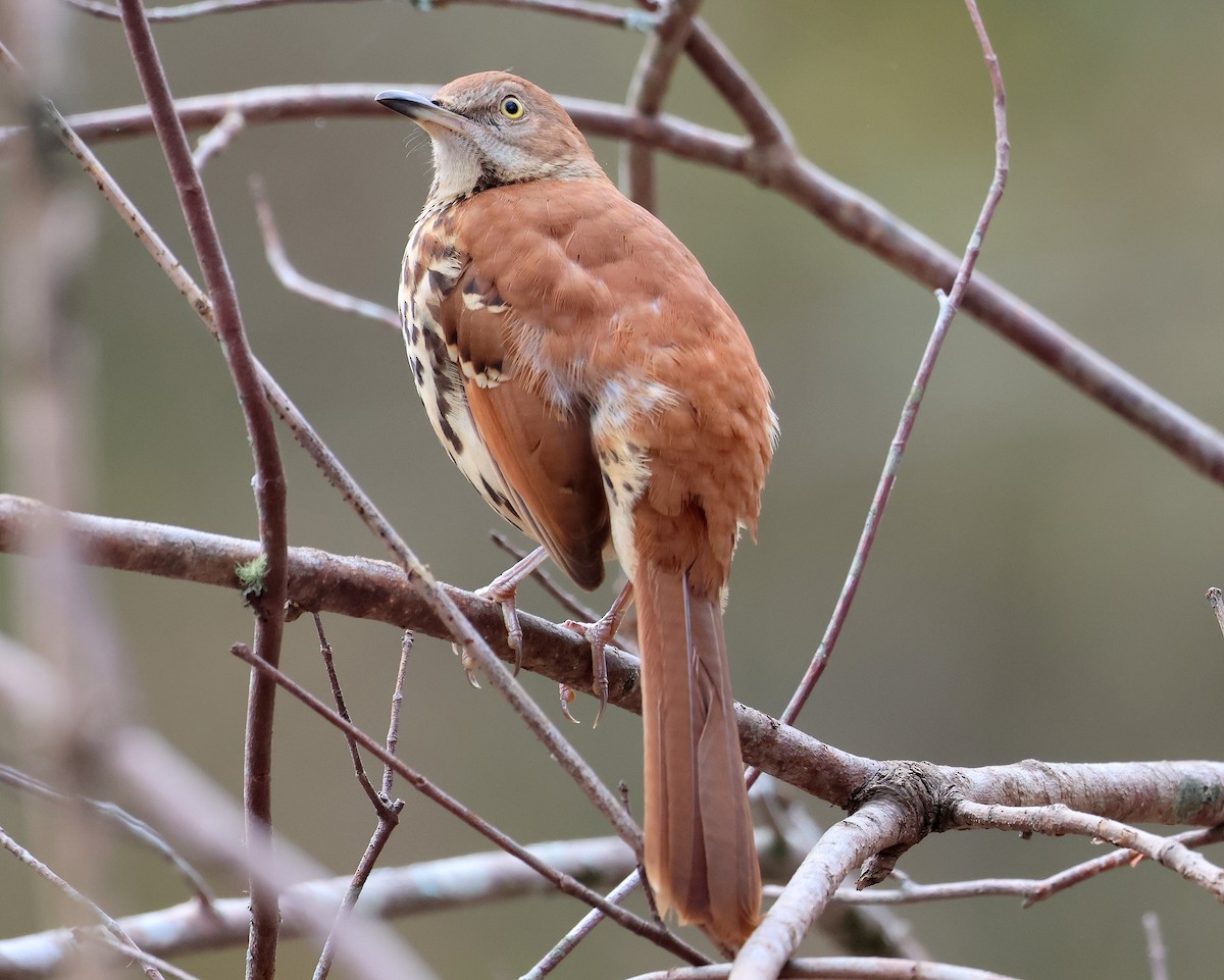 Brown Thrasher - ML643764488