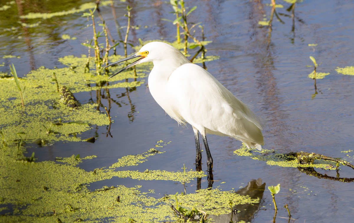 Snowy Egret - ML643764489