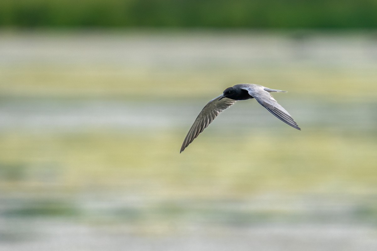 Black Tern - ML643764496