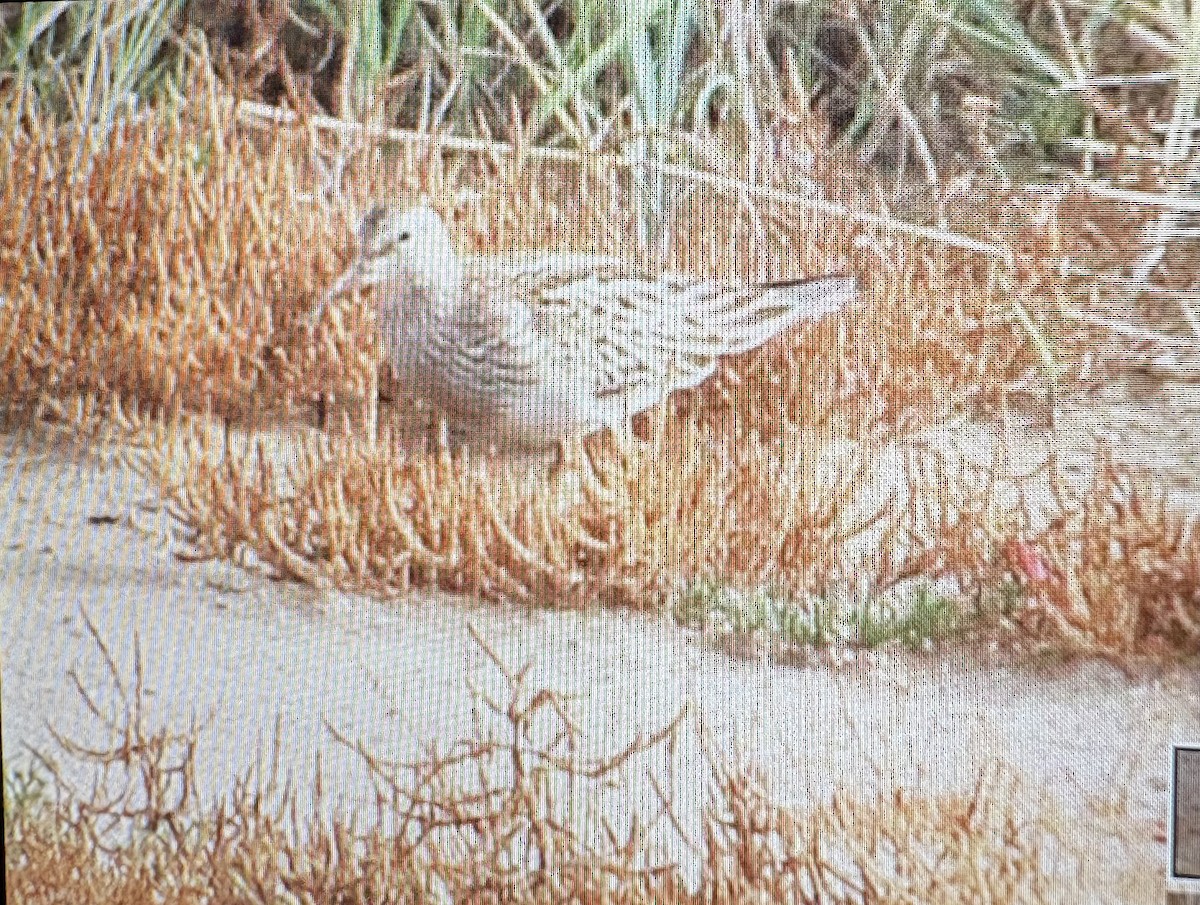 Pectoral Sandpiper - ML643764497