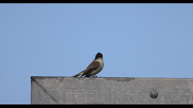 Ak Karınlı Fibi - ML643764504